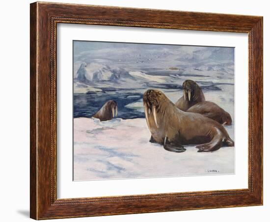 Walrus 1909-Cuthbert Swan-Framed Art Print