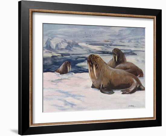 Walrus 1909-Cuthbert Swan-Framed Art Print