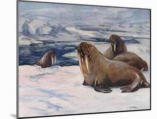 Walrus 1909-Cuthbert Swan-Mounted Art Print