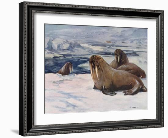 Walrus 1909-Cuthbert Swan-Framed Art Print