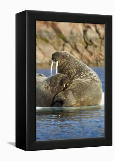 Walrus and Calf in Hudson Bay, Nunavut, Canada-Paul Souders-Framed Premier Image Canvas