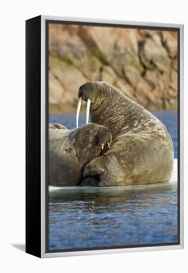 Walrus and Calf in Hudson Bay, Nunavut, Canada-Paul Souders-Framed Premier Image Canvas