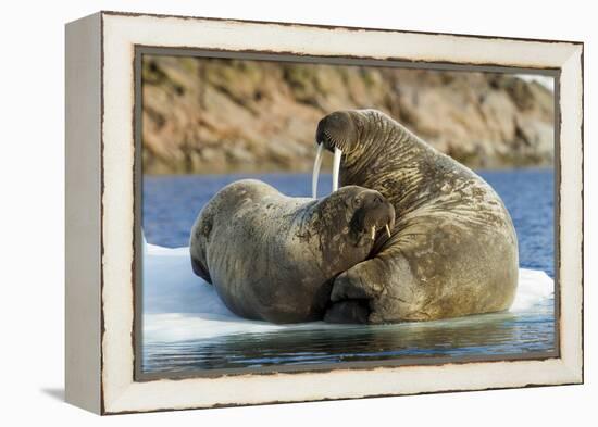 Walrus and Calf in Hudson Bay, Nunavut, Canada-Paul Souders-Framed Premier Image Canvas