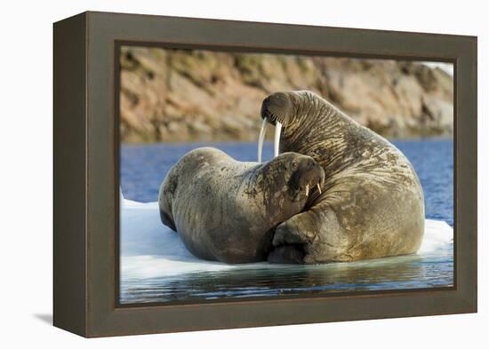 Walrus and Calf in Hudson Bay, Nunavut, Canada-Paul Souders-Framed Premier Image Canvas