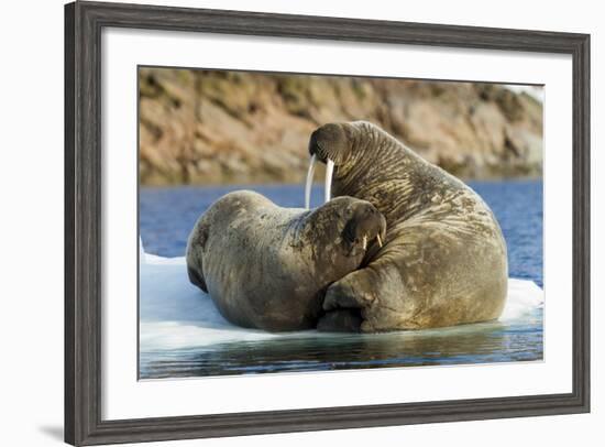 Walrus and Calf in Hudson Bay, Nunavut, Canada-Paul Souders-Framed Photographic Print