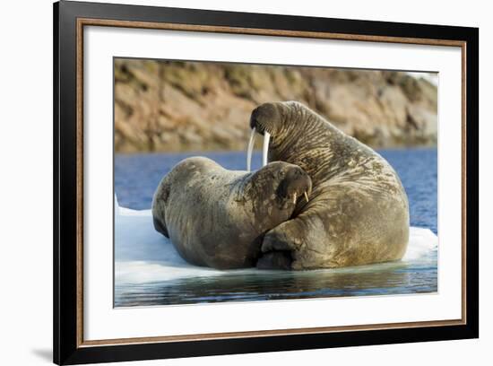 Walrus and Calf in Hudson Bay, Nunavut, Canada-Paul Souders-Framed Photographic Print