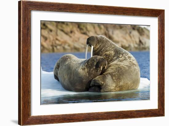 Walrus and Calf in Hudson Bay, Nunavut, Canada-Paul Souders-Framed Photographic Print