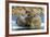 Walrus and Calf in Hudson Bay, Nunavut, Canada-Paul Souders-Framed Photographic Print