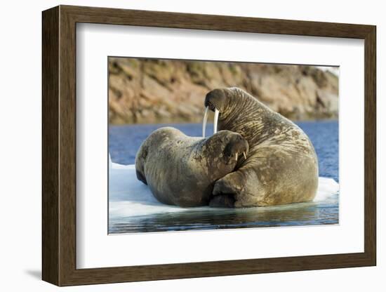 Walrus and Calf in Hudson Bay, Nunavut, Canada-Paul Souders-Framed Photographic Print