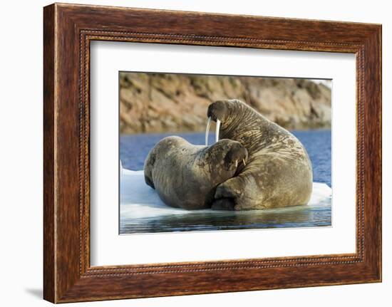 Walrus and Calf in Hudson Bay, Nunavut, Canada-Paul Souders-Framed Photographic Print