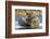 Walrus and Calf in Hudson Bay, Nunavut, Canada-Paul Souders-Framed Photographic Print