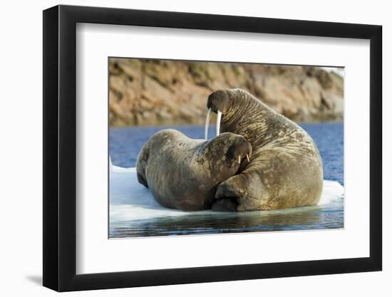 Walrus and Calf in Hudson Bay, Nunavut, Canada-Paul Souders-Framed Photographic Print