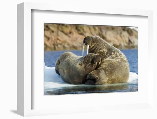 Walrus and Calf in Hudson Bay, Nunavut, Canada-Paul Souders-Framed Photographic Print