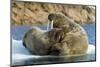 Walrus and Calf in Hudson Bay, Nunavut, Canada-Paul Souders-Mounted Photographic Print