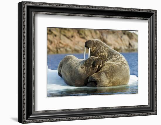 Walrus and Calf in Hudson Bay, Nunavut, Canada-Paul Souders-Framed Photographic Print