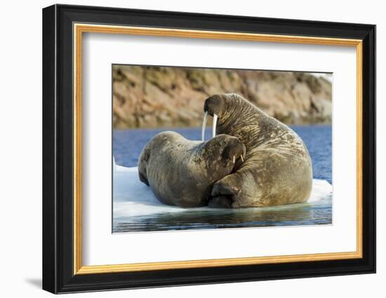 Walrus and Calf in Hudson Bay, Nunavut, Canada-Paul Souders-Framed Photographic Print