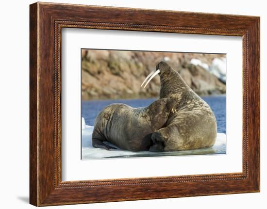 Walrus and Calf in Hudson Bay, Nunavut, Canada-Paul Souders-Framed Photographic Print