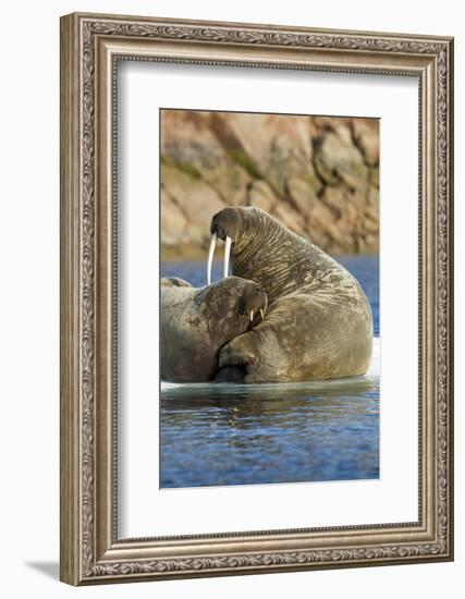 Walrus and Calf in Hudson Bay, Nunavut, Canada-Paul Souders-Framed Photographic Print