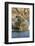 Walrus and Calf in Hudson Bay, Nunavut, Canada-Paul Souders-Framed Photographic Print