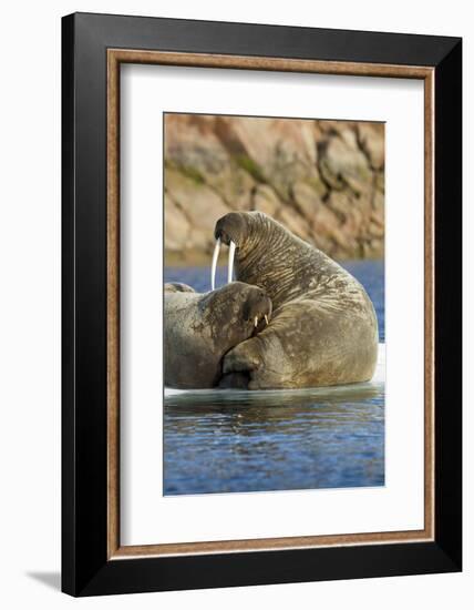 Walrus and Calf in Hudson Bay, Nunavut, Canada-Paul Souders-Framed Photographic Print