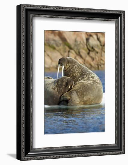 Walrus and Calf in Hudson Bay, Nunavut, Canada-Paul Souders-Framed Photographic Print