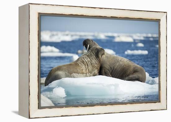 Walrus and Calf Resting on Ice in Hudson Bay, Nunavut, Canada-Paul Souders-Framed Premier Image Canvas