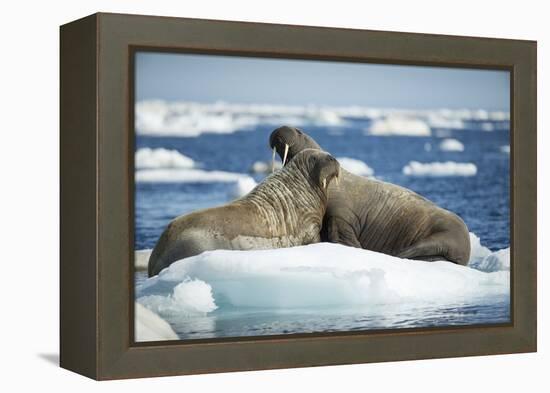 Walrus and Calf Resting on Ice in Hudson Bay, Nunavut, Canada-Paul Souders-Framed Premier Image Canvas