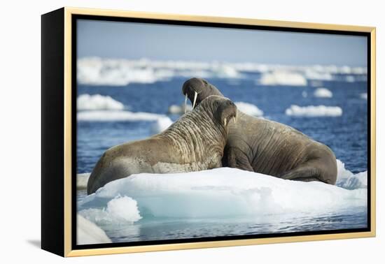 Walrus and Calf Resting on Ice in Hudson Bay, Nunavut, Canada-Paul Souders-Framed Premier Image Canvas