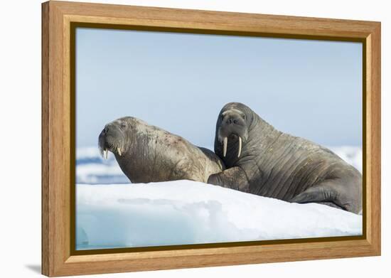 Walrus and Calf Resting on Ice in Hudson Bay, Nunavut, Canada-Paul Souders-Framed Premier Image Canvas