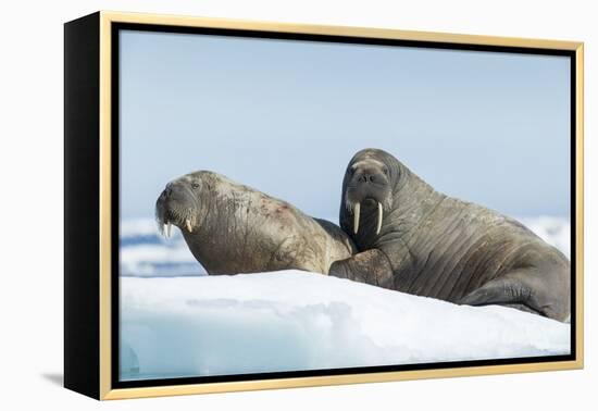 Walrus and Calf Resting on Ice in Hudson Bay, Nunavut, Canada-Paul Souders-Framed Premier Image Canvas