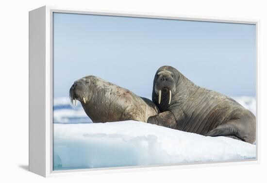 Walrus and Calf Resting on Ice in Hudson Bay, Nunavut, Canada-Paul Souders-Framed Premier Image Canvas