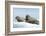 Walrus and Calf Resting on Ice in Hudson Bay, Nunavut, Canada-Paul Souders-Framed Photographic Print