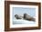 Walrus and Calf Resting on Ice in Hudson Bay, Nunavut, Canada-Paul Souders-Framed Photographic Print