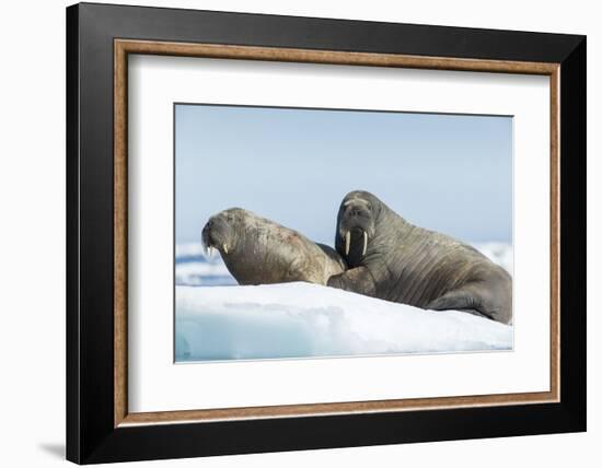 Walrus and Calf Resting on Ice in Hudson Bay, Nunavut, Canada-Paul Souders-Framed Photographic Print