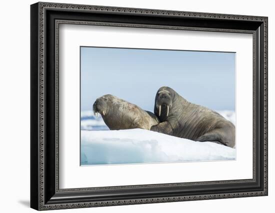 Walrus and Calf Resting on Ice in Hudson Bay, Nunavut, Canada-Paul Souders-Framed Photographic Print
