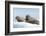 Walrus and Calf Resting on Ice in Hudson Bay, Nunavut, Canada-Paul Souders-Framed Photographic Print