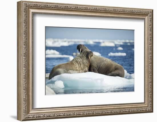 Walrus and Calf Resting on Ice in Hudson Bay, Nunavut, Canada-Paul Souders-Framed Photographic Print