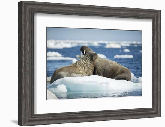 Walrus and Calf Resting on Ice in Hudson Bay, Nunavut, Canada-Paul Souders-Framed Photographic Print