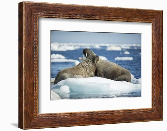 Walrus and Calf Resting on Ice in Hudson Bay, Nunavut, Canada-Paul Souders-Framed Photographic Print