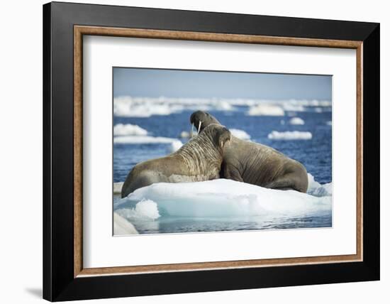 Walrus and Calf Resting on Ice in Hudson Bay, Nunavut, Canada-Paul Souders-Framed Photographic Print