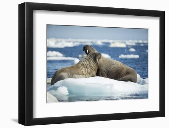 Walrus and Calf Resting on Ice in Hudson Bay, Nunavut, Canada-Paul Souders-Framed Photographic Print