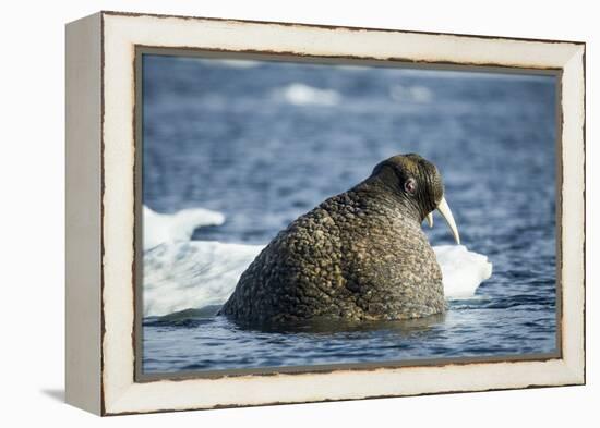 Walrus and Sea Ice in Hudson Bay, Nunavut, Canada-Paul Souders-Framed Premier Image Canvas