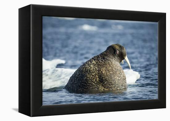 Walrus and Sea Ice in Hudson Bay, Nunavut, Canada-Paul Souders-Framed Premier Image Canvas