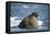 Walrus and Sea Ice in Hudson Bay, Nunavut, Canada-Paul Souders-Framed Premier Image Canvas