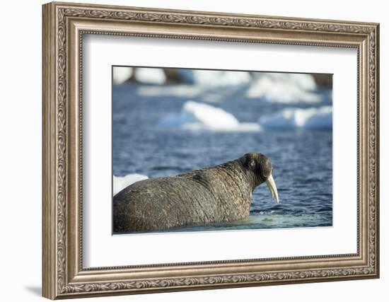 Walrus and Sea Ice in Hudson Bay, Nunavut, Canada-Paul Souders-Framed Photographic Print