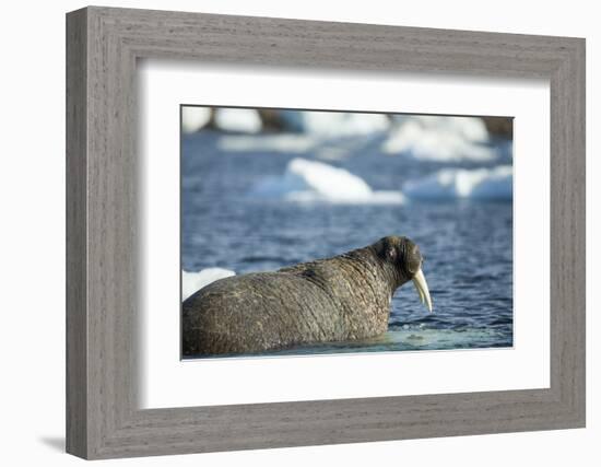 Walrus and Sea Ice in Hudson Bay, Nunavut, Canada-Paul Souders-Framed Photographic Print