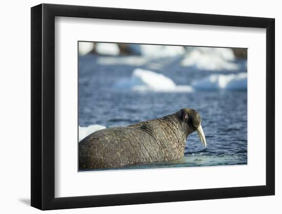 Walrus and Sea Ice in Hudson Bay, Nunavut, Canada-Paul Souders-Framed Photographic Print