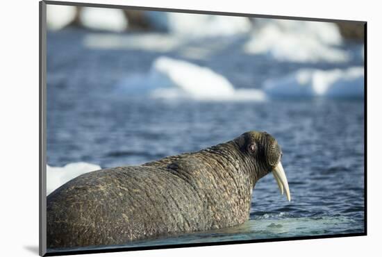 Walrus and Sea Ice in Hudson Bay, Nunavut, Canada-Paul Souders-Mounted Photographic Print