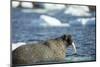 Walrus and Sea Ice in Hudson Bay, Nunavut, Canada-Paul Souders-Mounted Photographic Print