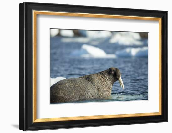 Walrus and Sea Ice in Hudson Bay, Nunavut, Canada-Paul Souders-Framed Photographic Print